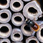 Der erste Mauerbienen Mann wartet auf die Frauen …