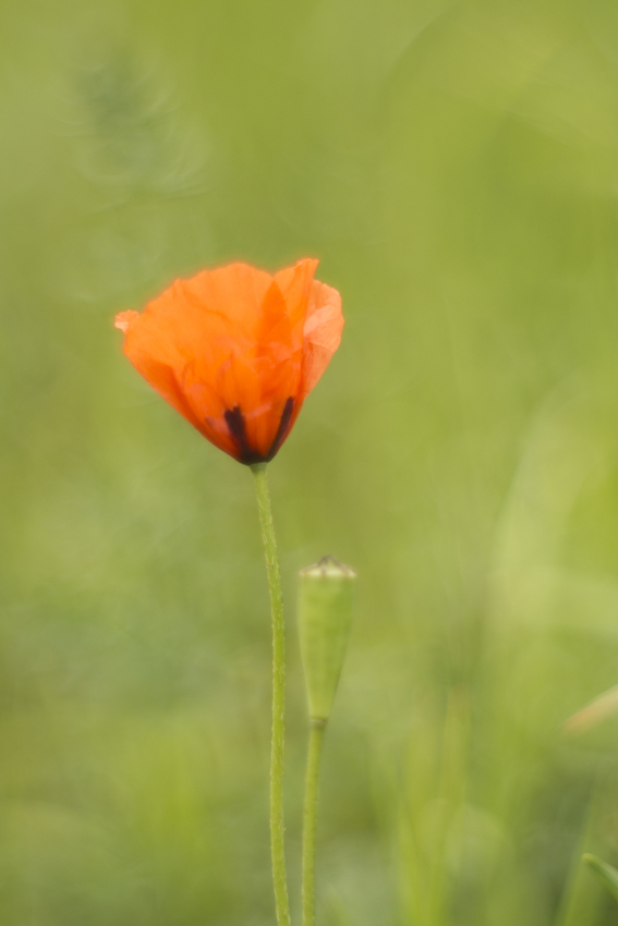 der erste Mohn