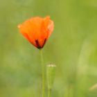 der erste Mohn