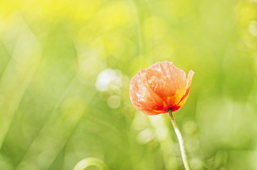 Der erste Mohn ...