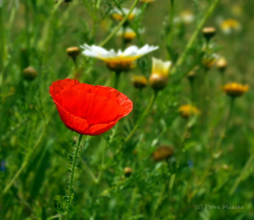 der erste Mohn