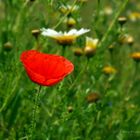 der erste Mohn