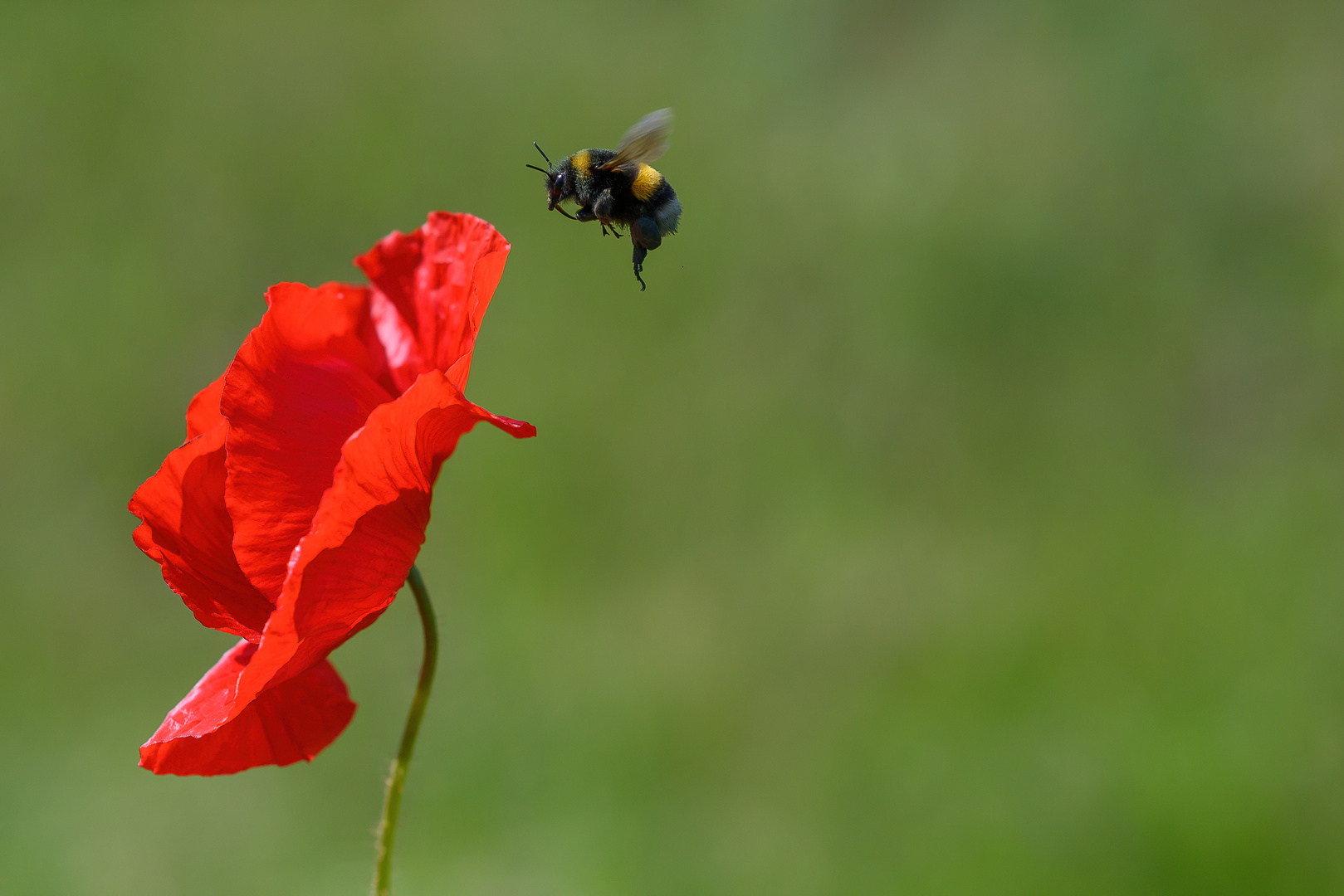 Der erste Mohn (2te Ver.)...