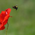 Der erste Mohn (2te Ver.)...