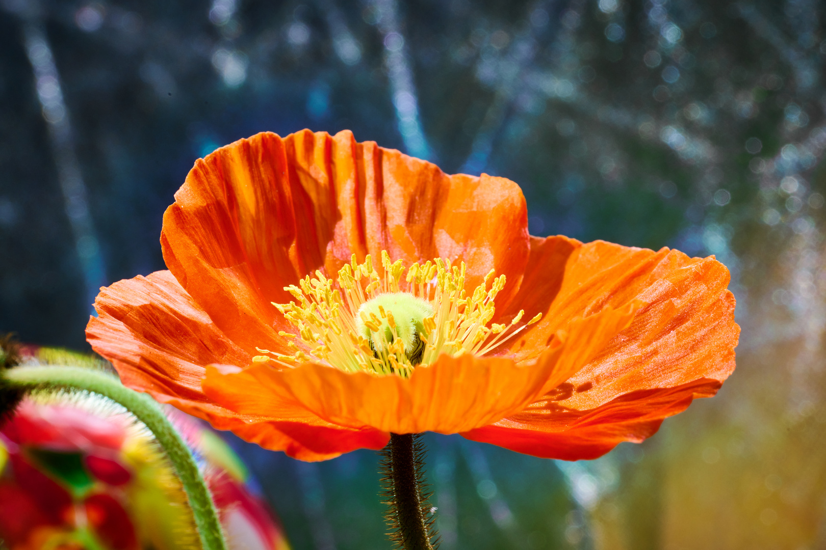 Der erste Mohn