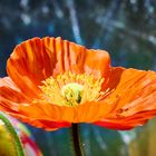 Der erste Mohn