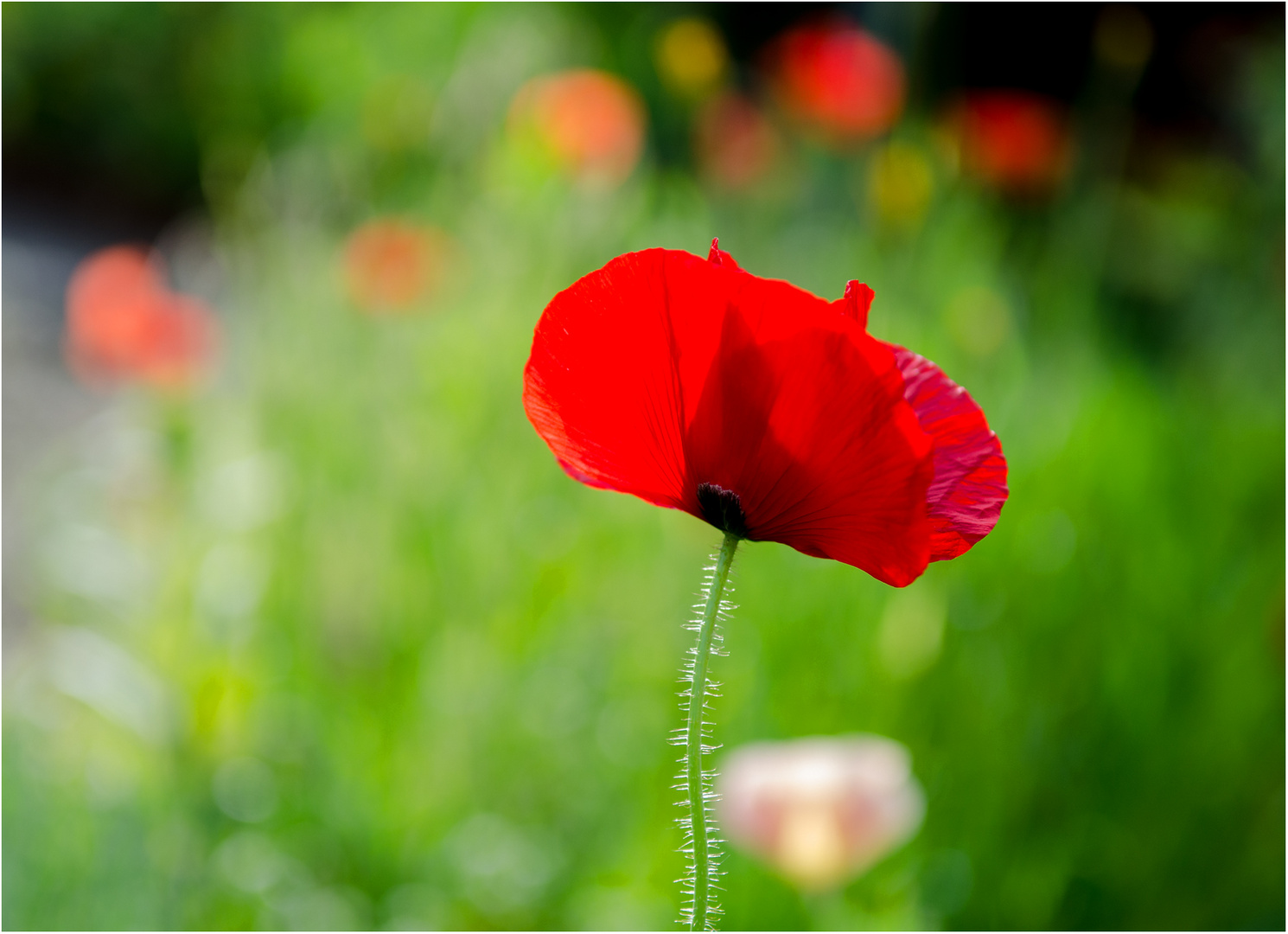 Der erste Mohn