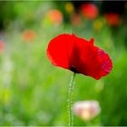 Der erste Mohn