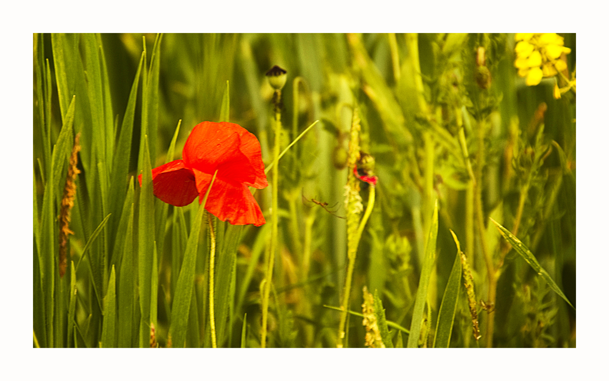 Der erste Mohn