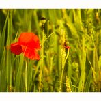 Der erste Mohn