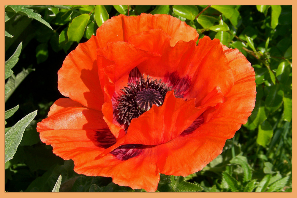 Der erste Mohn.....