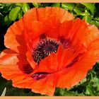 Der erste Mohn.....