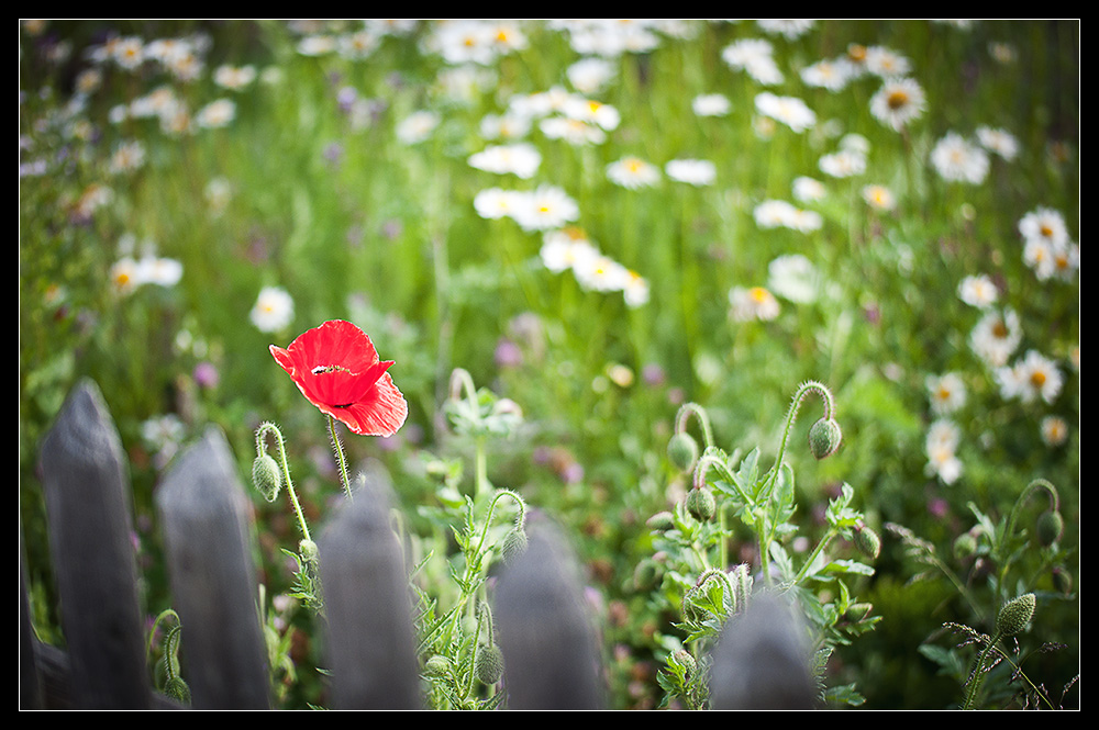 Der erste Mohn ...