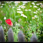 Der erste Mohn ...