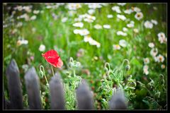 Der erste Mohn ...