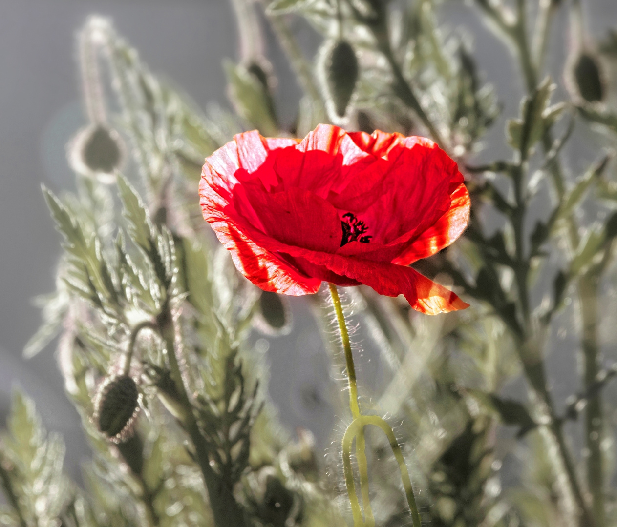 der erste Mohn