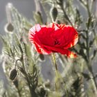 der erste Mohn