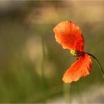 Der erste Mohn