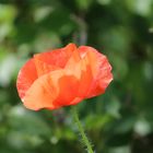 Der erste Mohn...