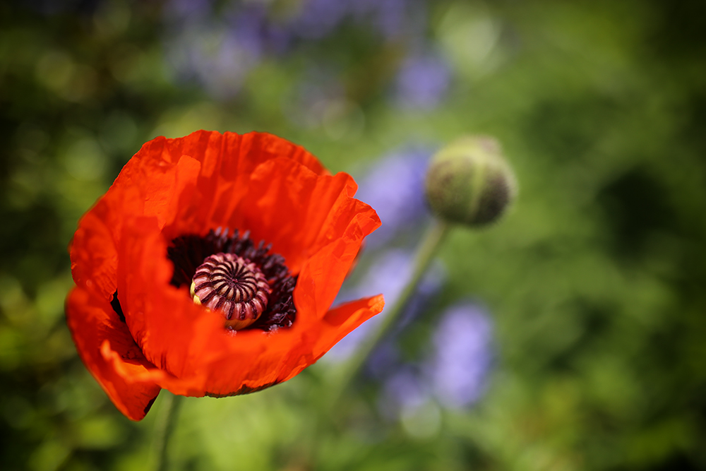 Der erste Mohn