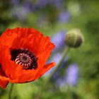 Der erste Mohn