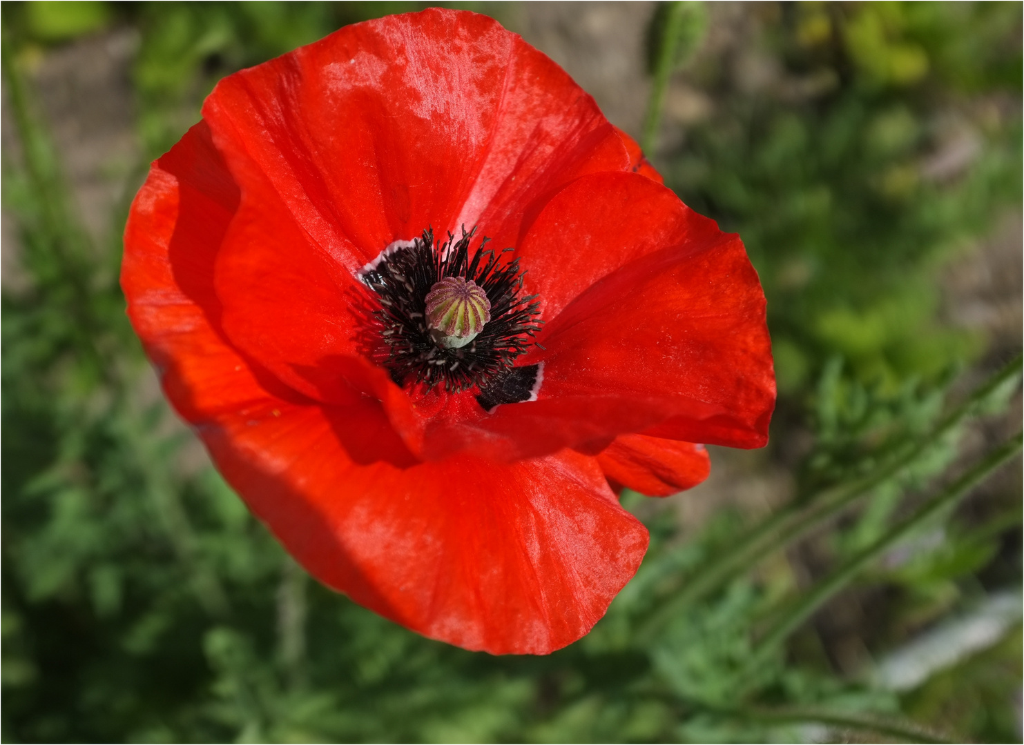 Der erste Mohn...