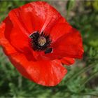 Der erste Mohn...