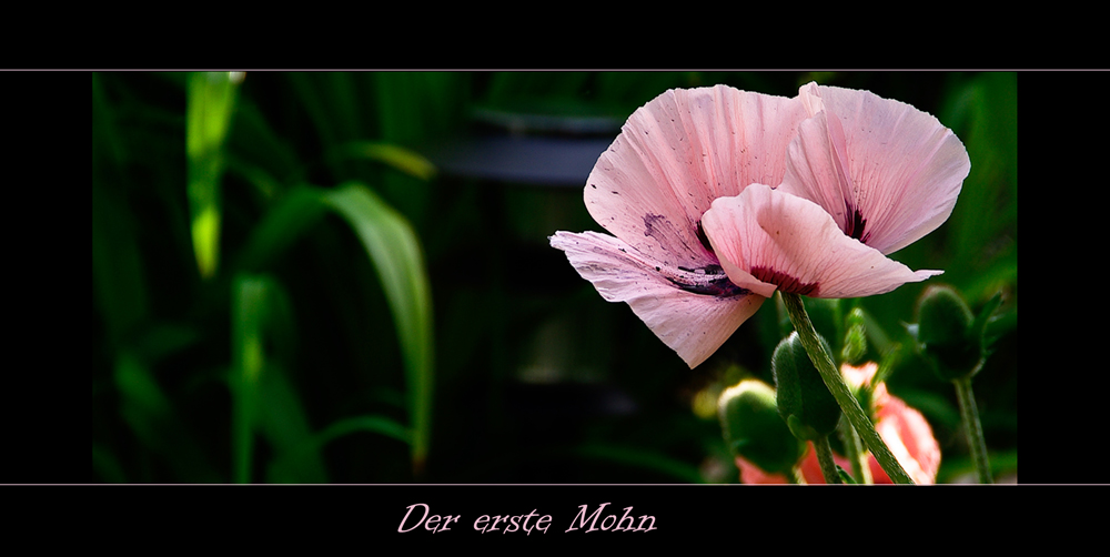 Der erste Mohn