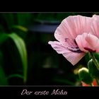 Der erste Mohn