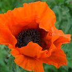 Der erste Mohn...