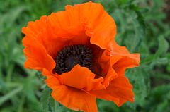 Der erste Mohn...