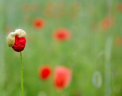 Der erste Mohn...