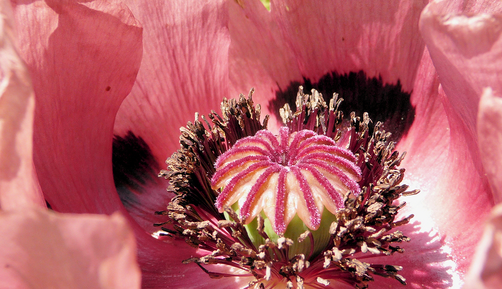 . der erste mohn .