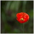 Der erste Mohn