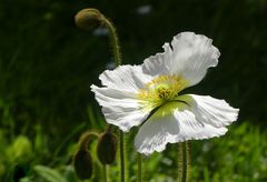 Der erste Mohn