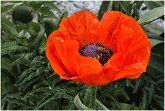 der erste Mohn im Garten blüht