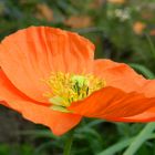 der erste Mohn im Garten