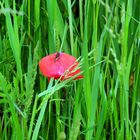 der erste Mohn im Kornfeld