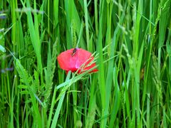 der erste Mohn im Kornfeld