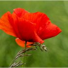 Der erste Mohn in Nideggen - Muldenau