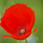 Der erste Mohn in Säckingen