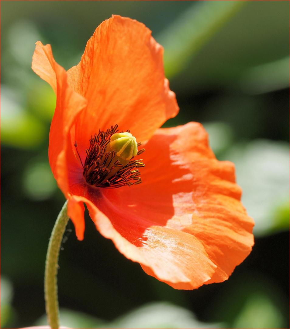 Der erste Mohn ist da ....