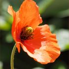 Der erste Mohn ist da ....