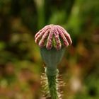 Der erste Mohn ist verblüht - unreife Samenkapsel