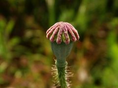 Der erste Mohn ist verblüht - unreife Samenkapsel