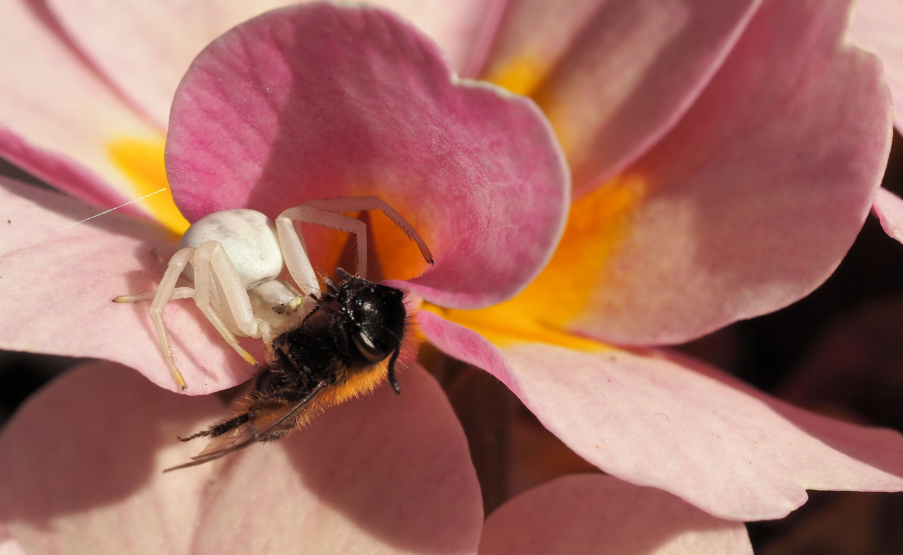 Der erste Mord im Garten ....