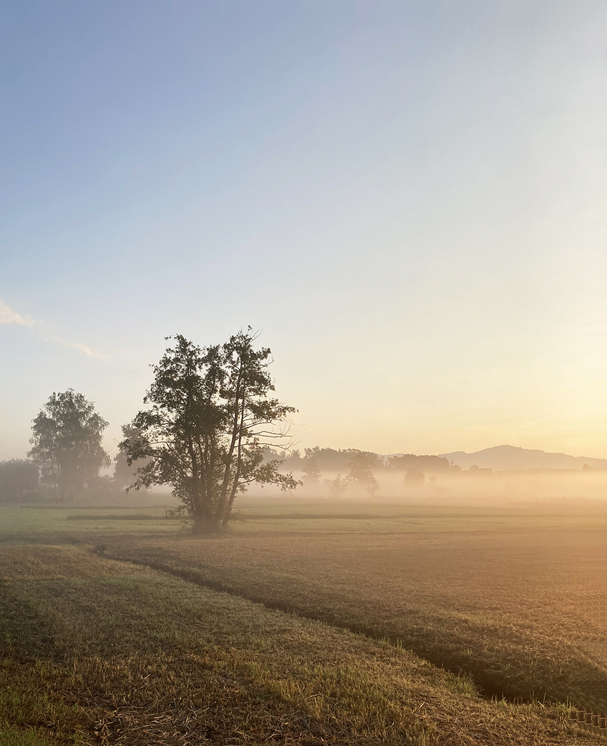 der erste Morgennebel