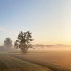 der erste Morgennebel