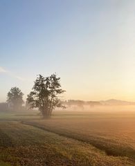 der erste Morgennebel