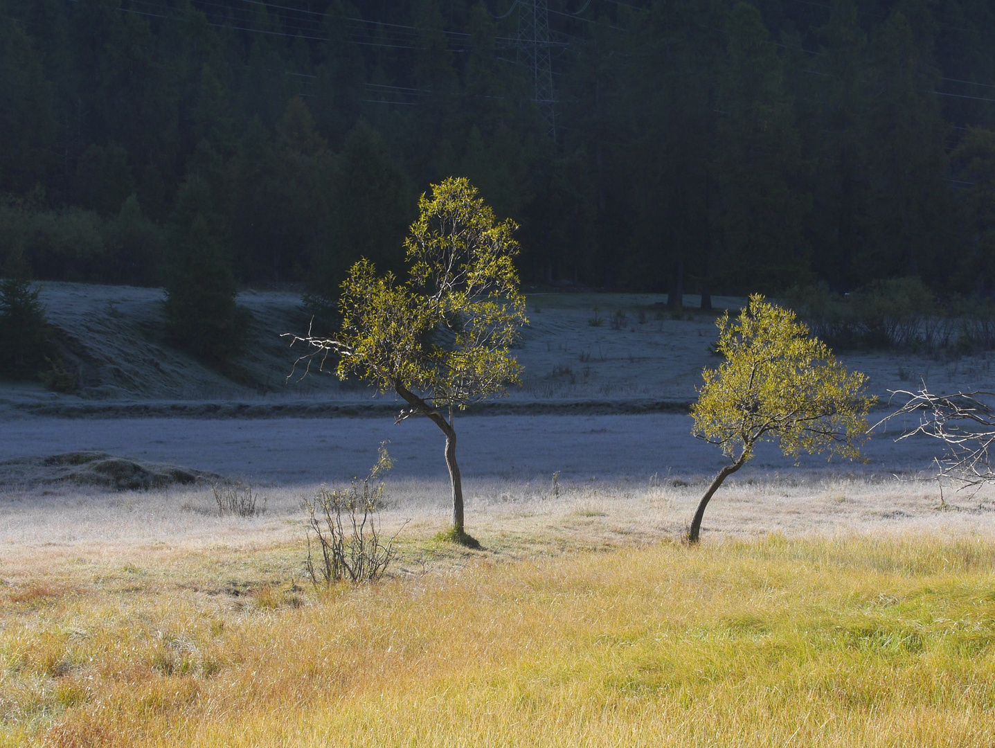 Der erste Nachtfrost